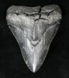 Serrated, Black Megalodon Tooth - South Carolina #19439-1